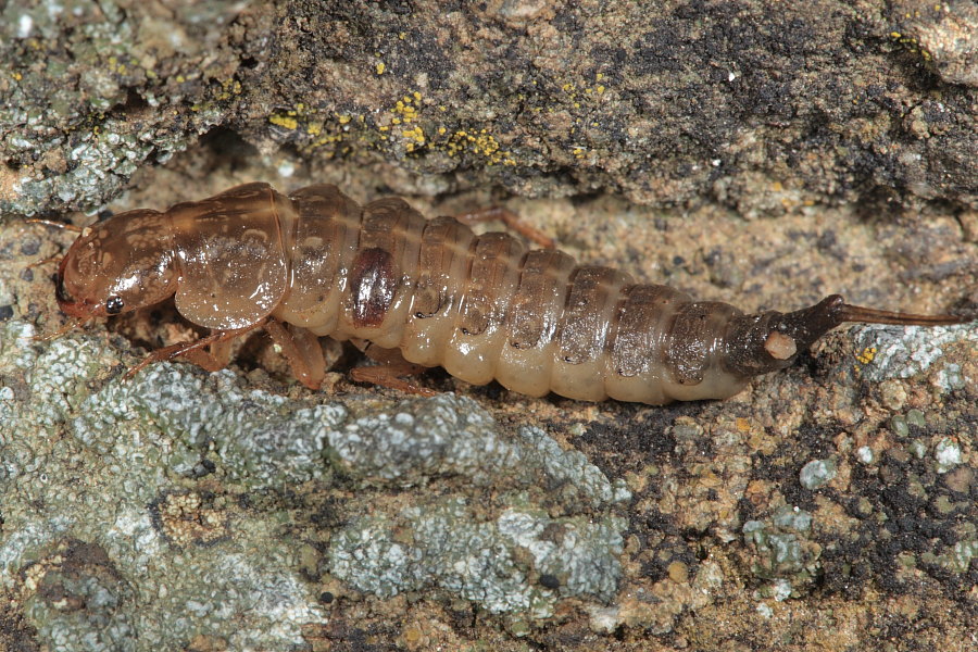 Larva di Dytiscidae da ID: cf. Rhantus suturalis